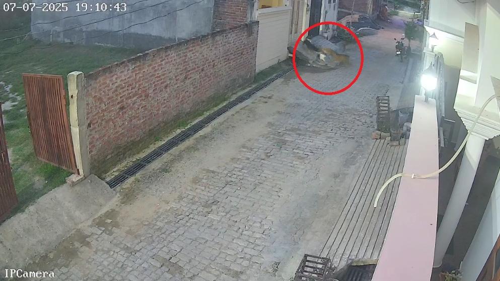 男童在住家門外遭流浪狗群包圍攻擊，畫面驚嚇。(互聯網)