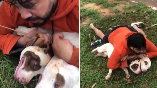 查韋斯用力壓住兩隻惡犬，等待警員到場處理。(互聯網)