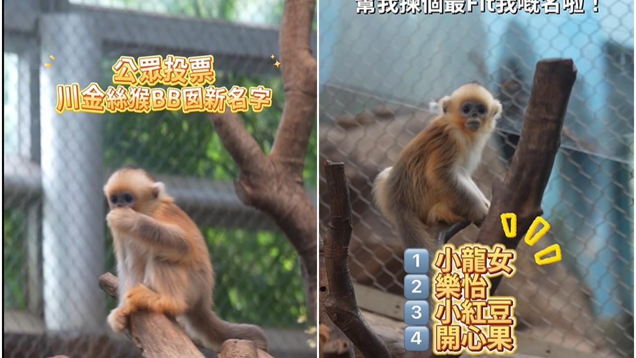 @香港海洋公園 Ocean Park Hong Kong影片截圖