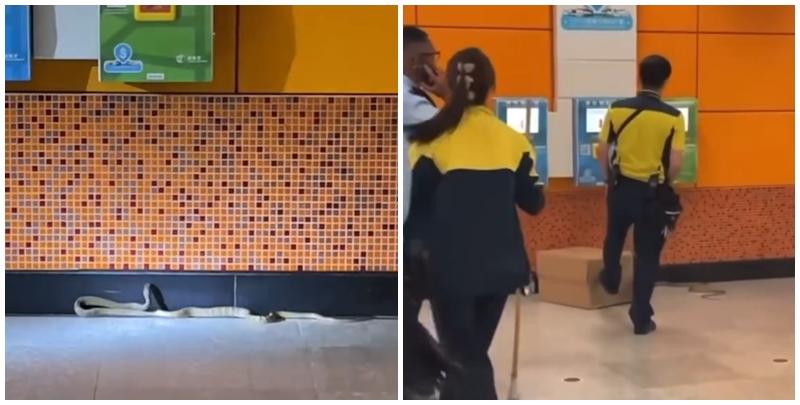 警方周五傍晚接近7時接到市民報案，指港鐵啟德站有出口位置出現蛇的蹤影(Threads)