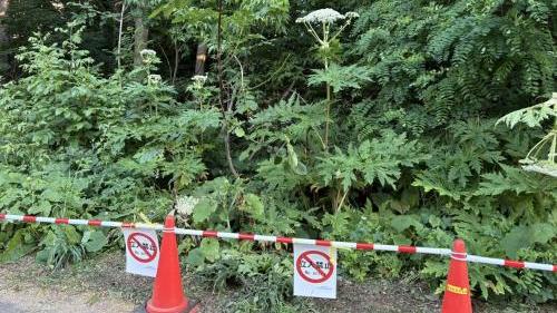 北海道大學札幌校園內早前首次發現疑似大豕草，校方將區域圍封。(互聯網)