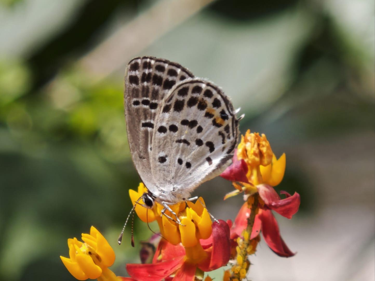 點玄灰蝶(Tongeia filicaudia)_(Ricky Lee提供)