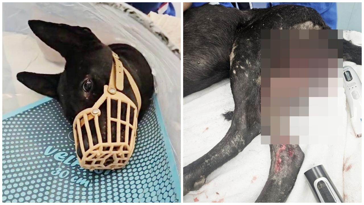 元朗唐狗疑被巴士撞爆陰囊死亡，九巴查行車片段無發現。(毛守阿Kent)