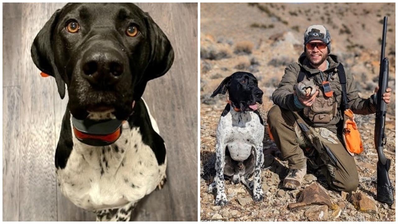 男獵人翻車墮谷骨折，靠愛犬引路爬11小時落山獲救。(GoForFund)