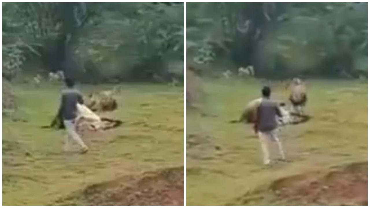 遊客膽生毛近距離拍野生獅子進食，牠暫停用餐上前制止。(X)