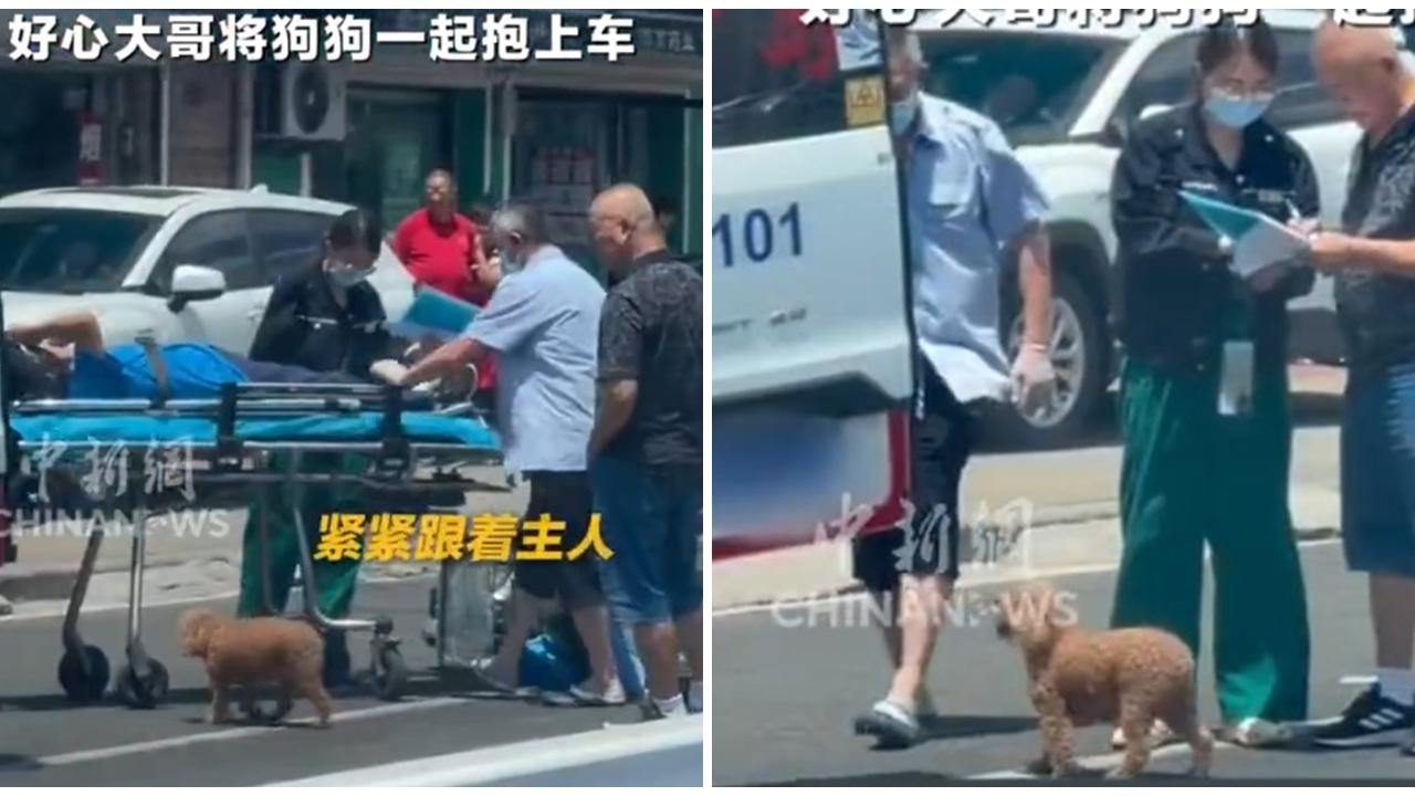 飼主車禍獲救 狗狗守護卻落單焦急兜圈 令網民肉緊(有片)