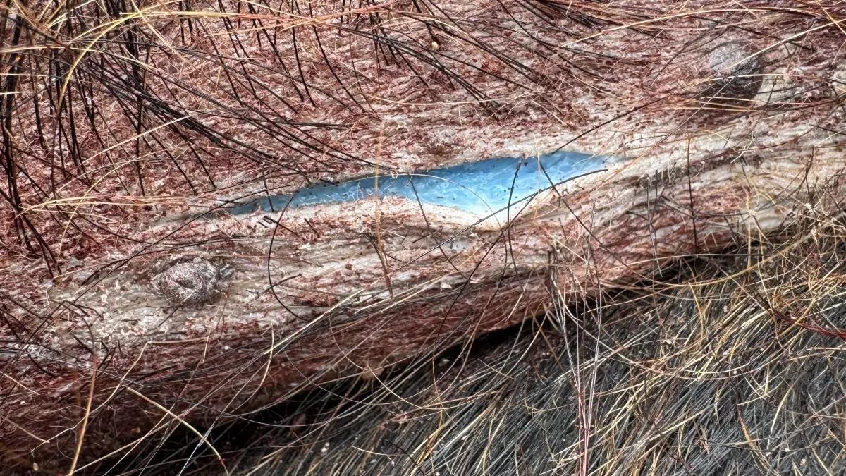 野豬肉變《阿凡達》藍色疑誤食老鼠藥，局方急籲勿食用。(X)