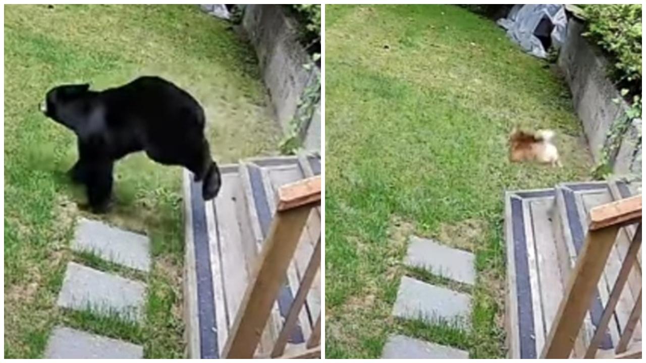 黑熊闖民居偷食狗糧，遭勇猛松鼠狗怒吼驅趕落荒而逃。(YouTube)