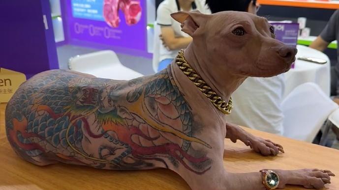 全背紋身狗驚現上海寵物展，疑涉虐狗惹眾怒。(微博)