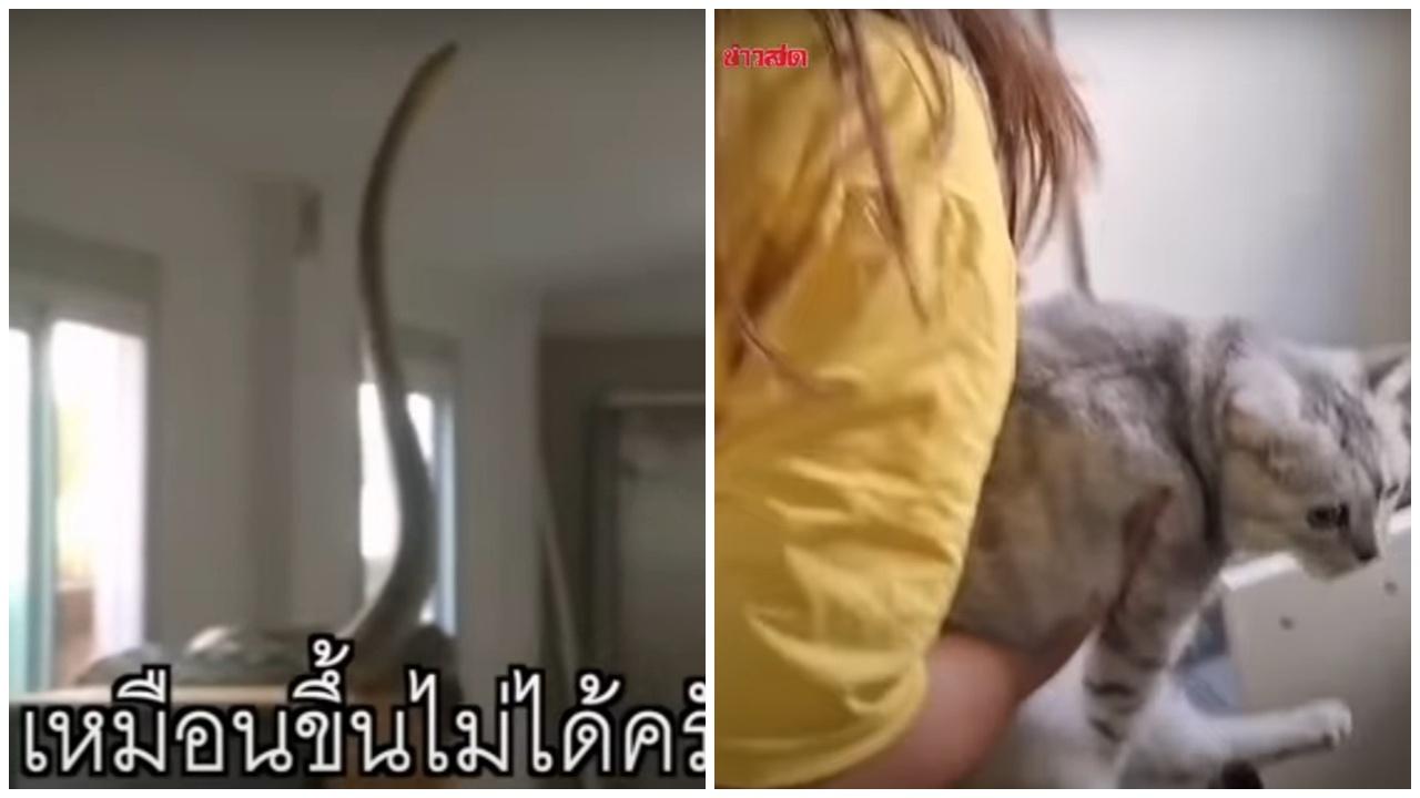 5米巨蟒闖住宅捕獵變困獸鬥，10隻家貓驚恐逃避。(YouTube)