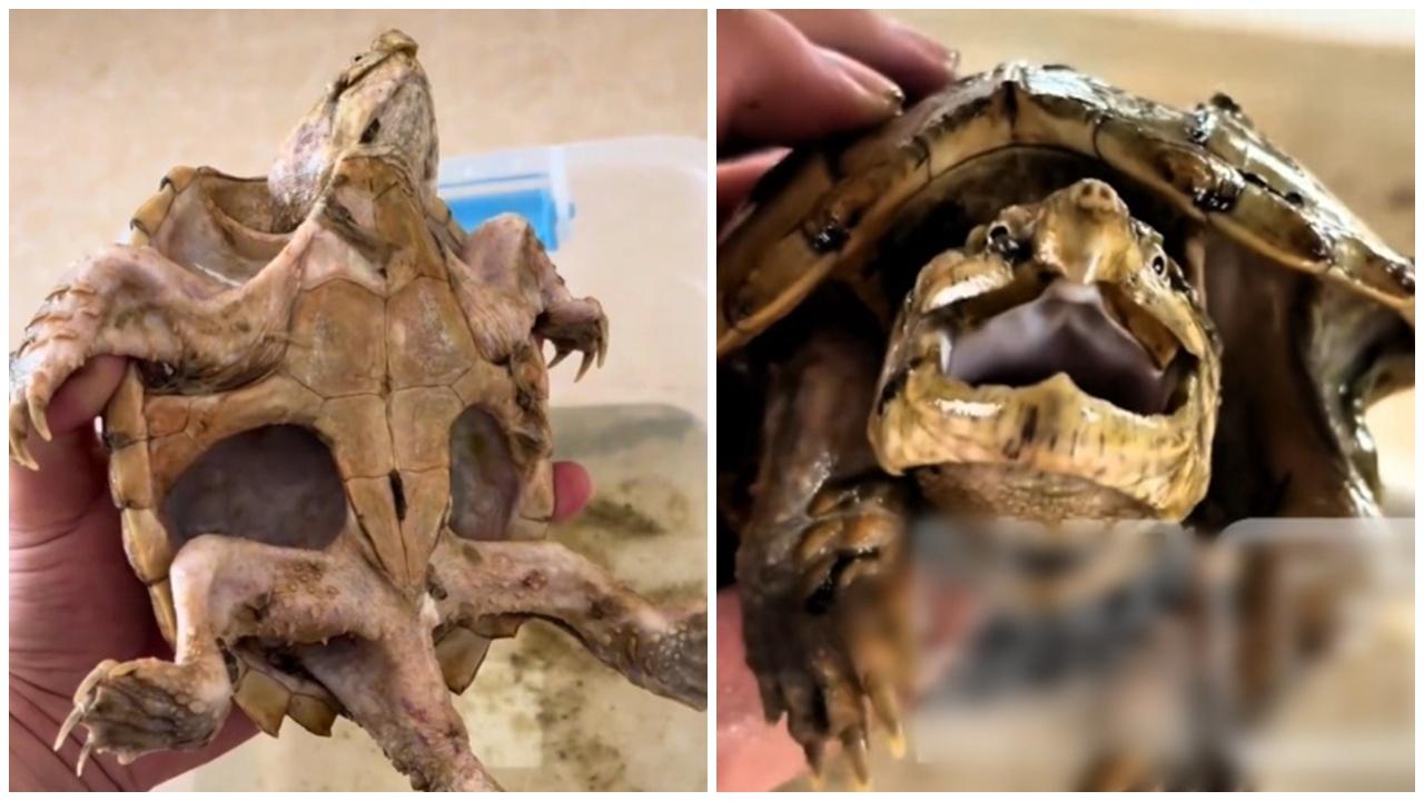 鱷龜被遺忘近1年無餵，餓成骷髏奇蹟存活。(微博)