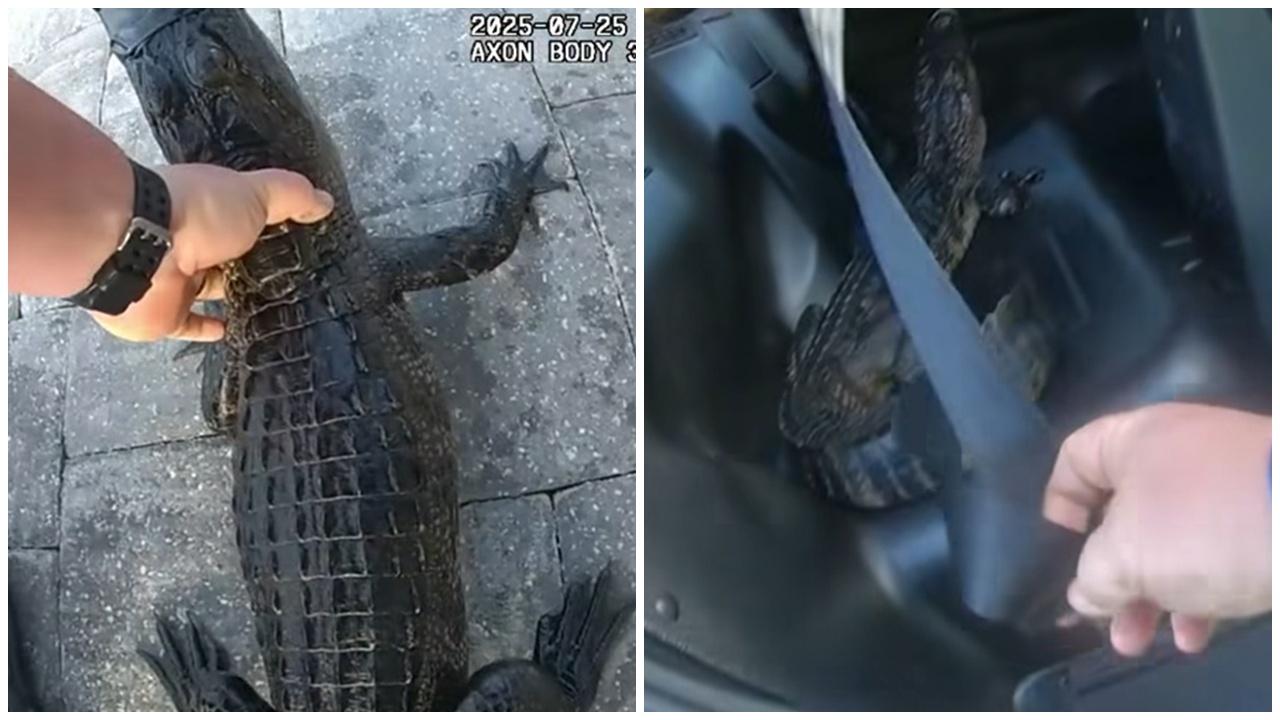 鱷魚誤闖民宅泳池，警徒手活捉並扣安全帶送去放生(有片)
