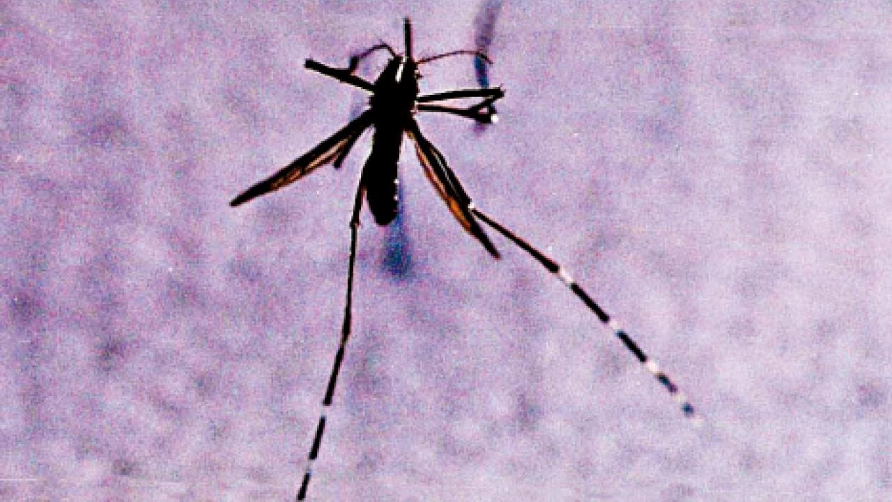 增3宗基孔肯雅熱輸入個案 患者居鴨脷洲及青衣