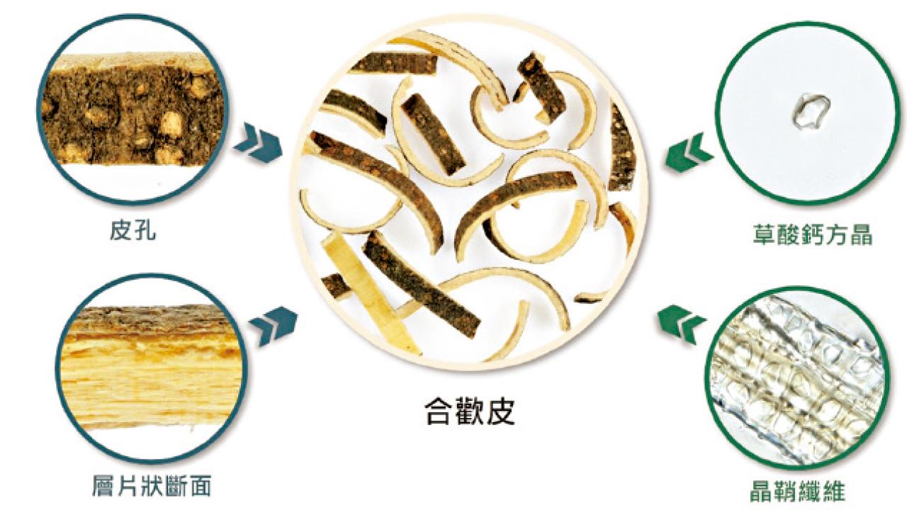 簡易顯微鑑定 中藥鑑定新突破