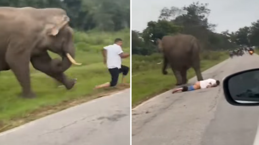 男子與大象自拍開閃光燈被攻擊 遭追甩褲露股踩踏(有片)