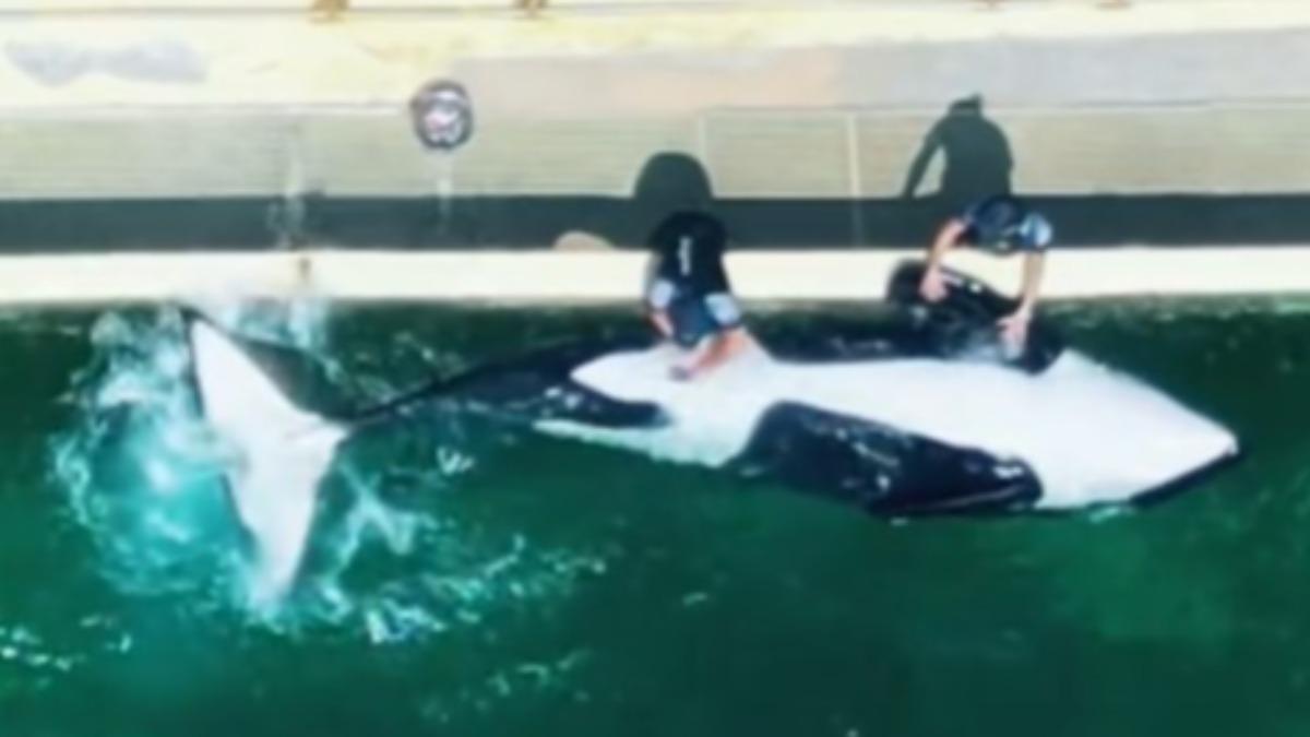 海洋樂園訓練員1天5次幫殺人鯨舒緩性慾 專家：墮落至新低點 質疑人工取精