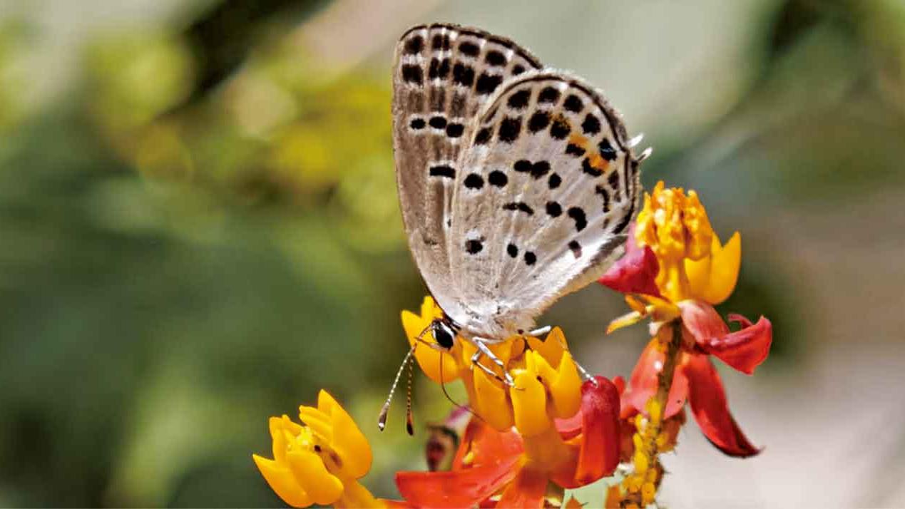 社區蝴蝶園物種增至60種 7月首現非常罕見點玄灰蝶