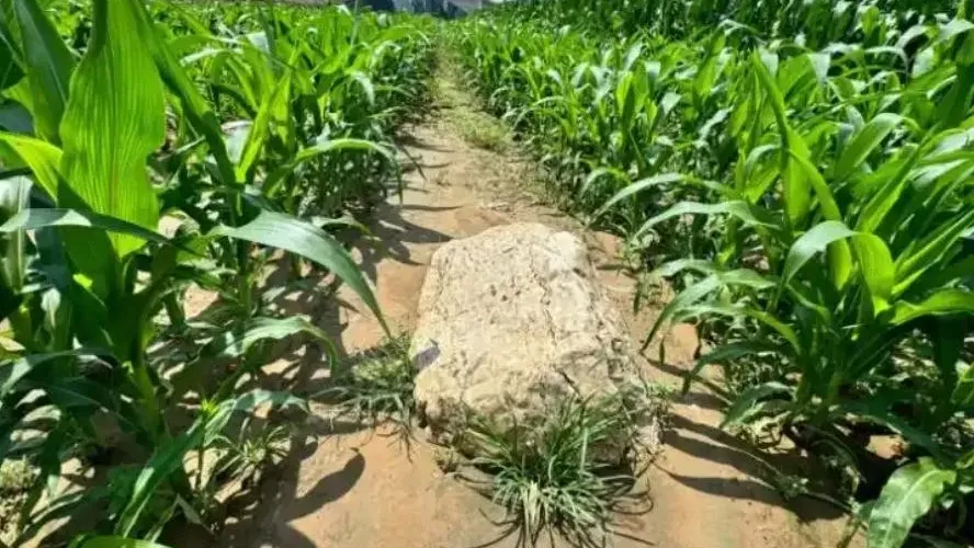 山東壽光全國最矮山僅0.6米列保護文物　網民嘲：就是石頭