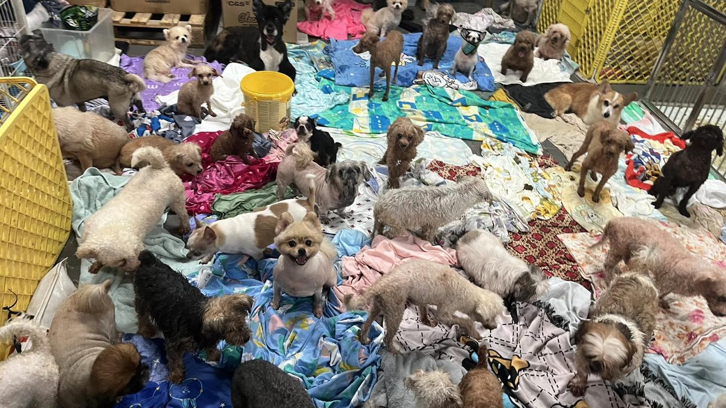 八鄉流浪動物收容所「阿棍屋」水浸(阿棍屋FB圖片)