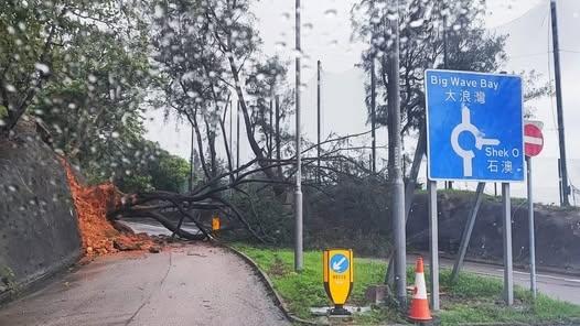 石澳大浪灣道一棵6米大樹倒塌。（fb「赤柱，石澳， 人與事」圖片）