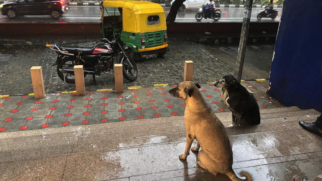 圖為印度新德里一個地鐵站外兩隻流浪狗在避雨。(美聯社)