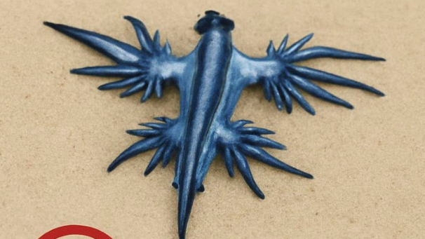 「藍龍」入侵西班牙海岸 似外星生物具毒性