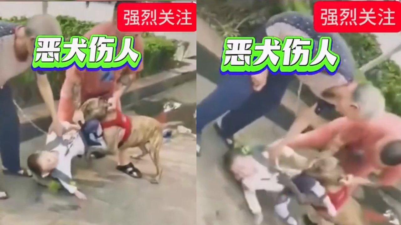 6歲童遭比特犬「死咬下體」及時送院接受手術