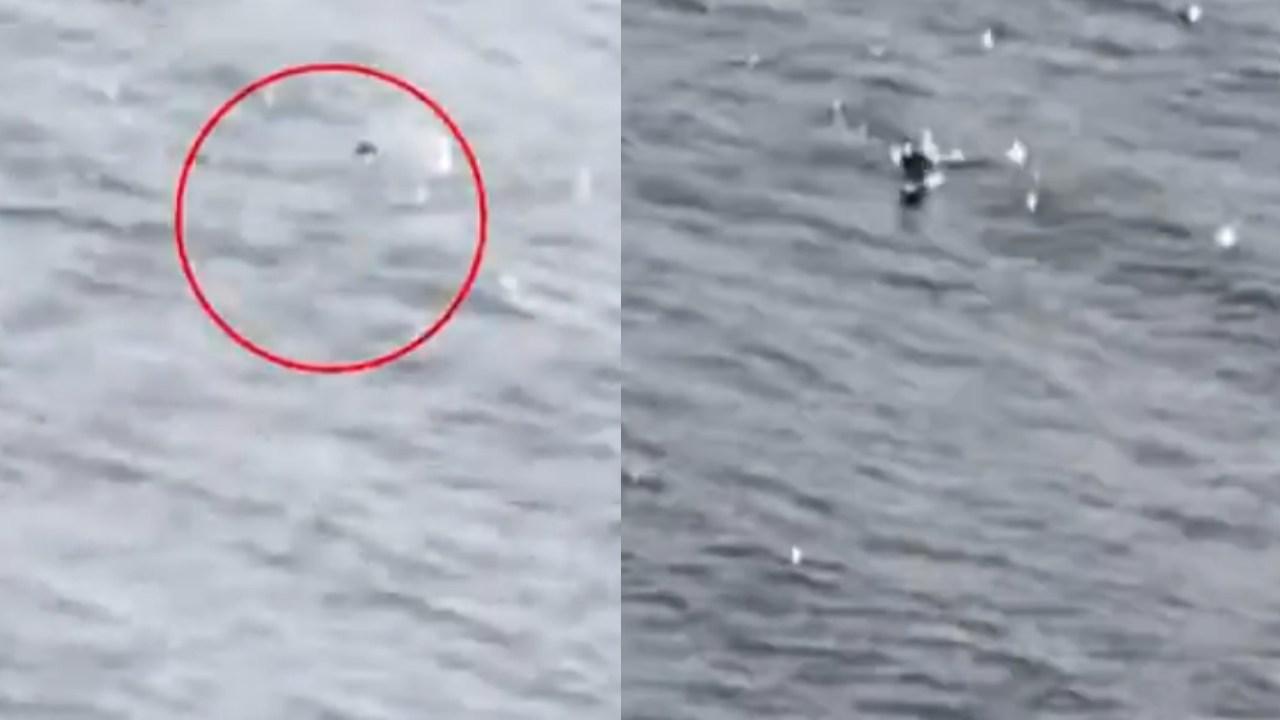 尼斯湖水怪再現？遊客目擊嚇壞：逆流抬頭（有片）