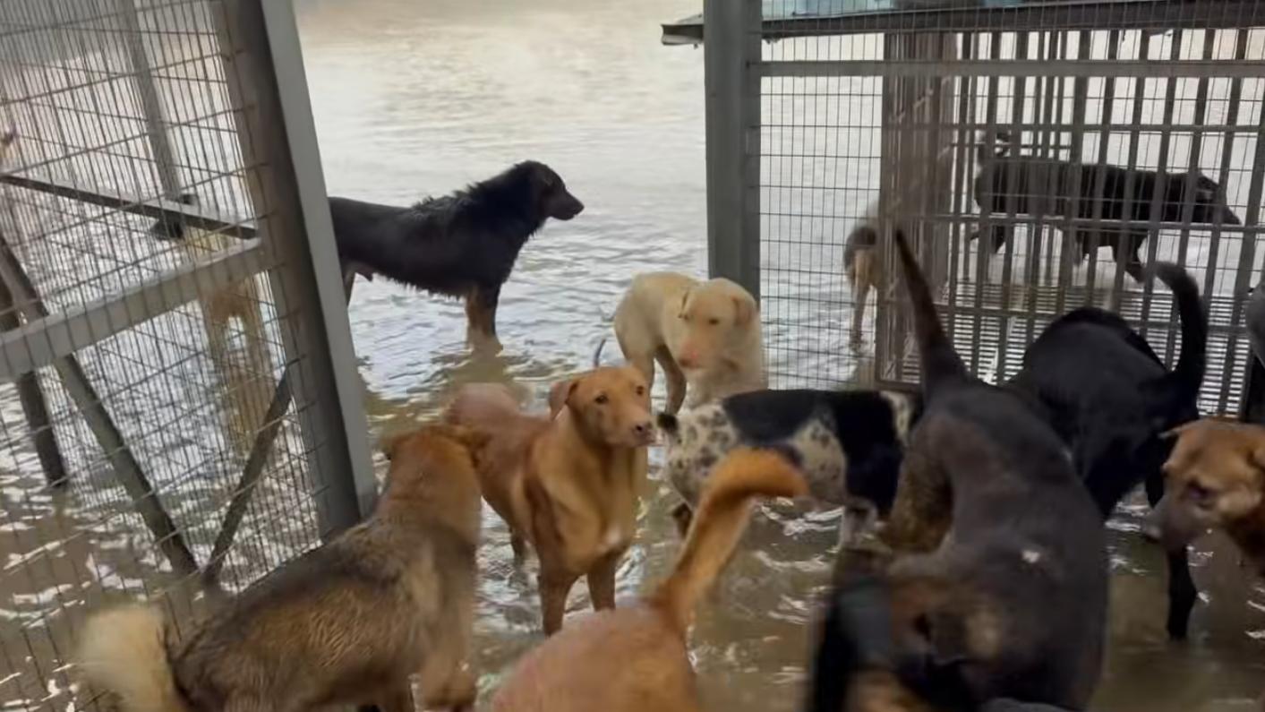 屯門非牟利機構狗場「浪浪協進會」因暴雨被水淹浸。（fb「浪浪協進會」截圖）