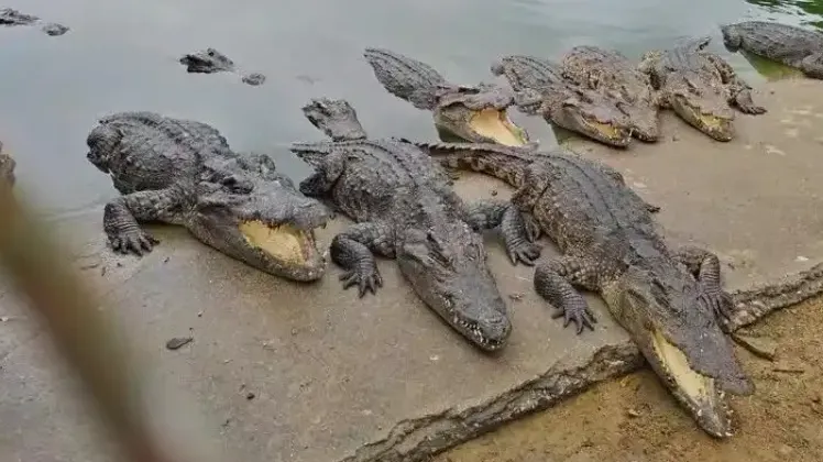 廣東1250公斤活體鱷魚被法院拍賣　總價16.8萬元人民幣中標者需自行抓捕