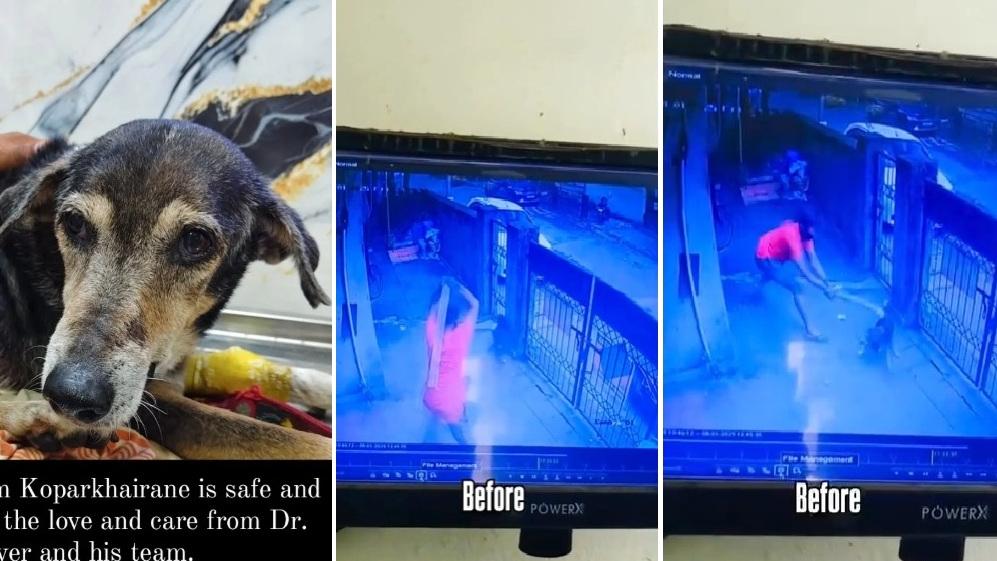 16歲流浪狗入屋惹男子不滿，遭男子用木板猛打，滿身是傷。(互聯網)