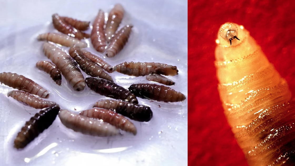 美國首例人類感染「螺旋蠅」數百食肉蛆肉可鑽入肉殺死宿主