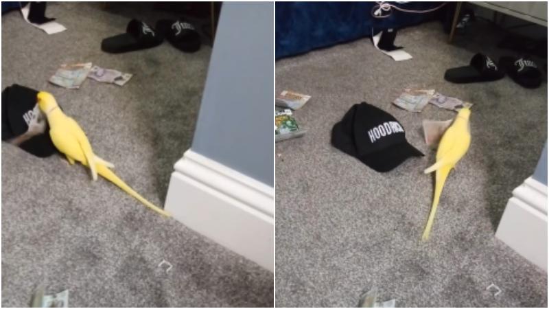 毒販的寵物鸚鵡竟成為破案關鍵。（圖／翻攝自FB@BlackpoolPolice）