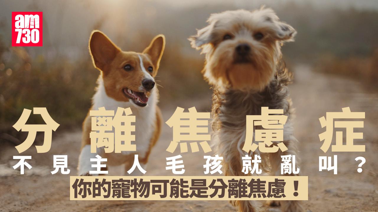 分離焦慮症｜不見主人毛孩就亂叫？　你的寵物可能是分離焦慮！