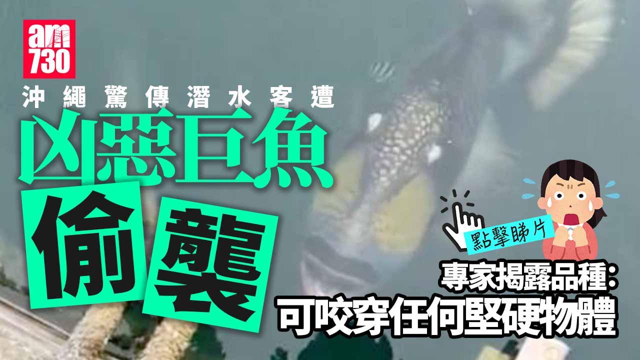 沖繩頻傳繁殖期凶惡巨魚襲泳客　專家揭真身是牠(有片)