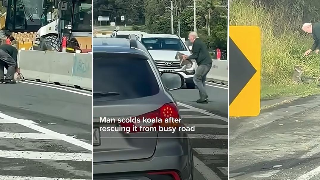 左至右：樹熊亂過馬路，伯伯驚牠有危險，將牠抱回路邊，再嚴肅訓話。(互聯網)