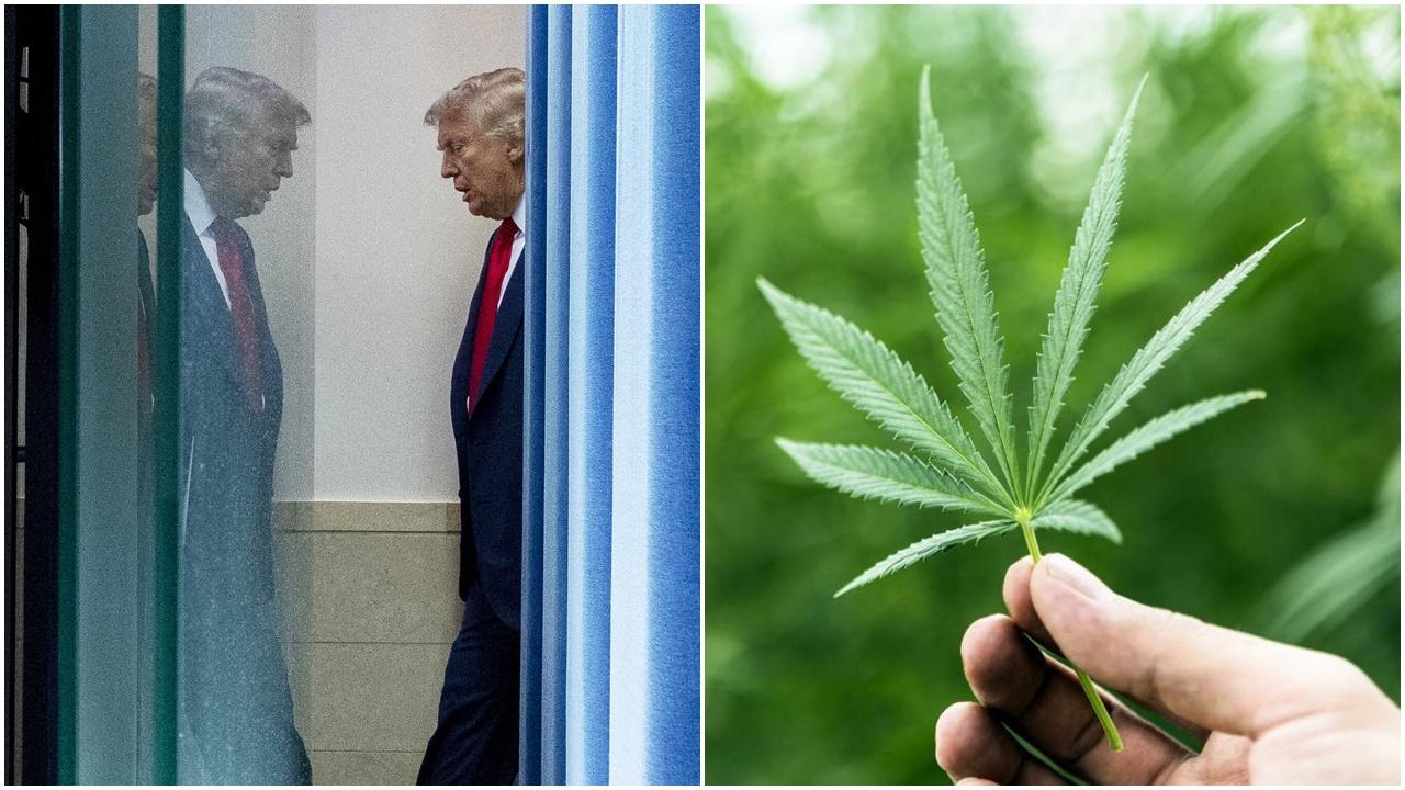 特朗普擬放寬大麻管制