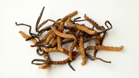 網購蟲草種子陷阱：從梁振英受騙看跨境走私與媒體責任