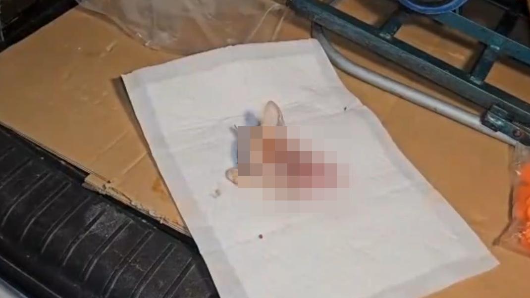 荃灣和宜合村驚現殘缺貓屍，疑遭野生動物咬噬僅剩頭及前肢。(網上截圖)