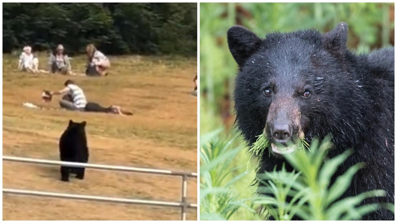 為食黑熊多次闖野餐區偷食物爆紅，卻因此遭人道撲殺。