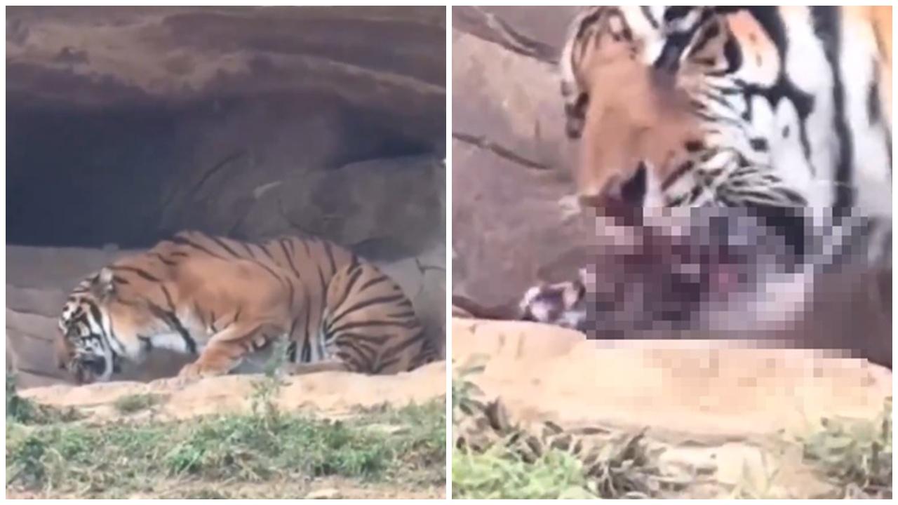 老虎啃食剛出世小老虎嚇壞遊客，動物園：貓科動物本能。(微博)