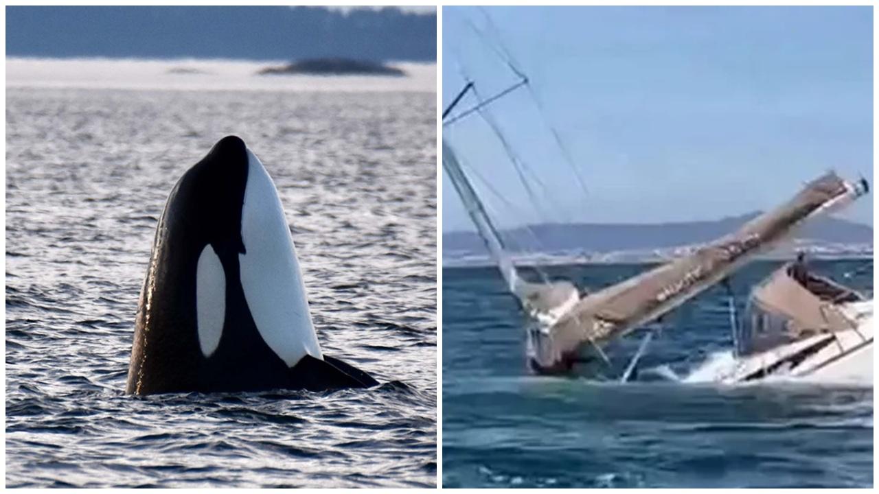 殺人鯨一日兩宗襲擊遊艇一隻沉沒，9人驚險獲救。(X)