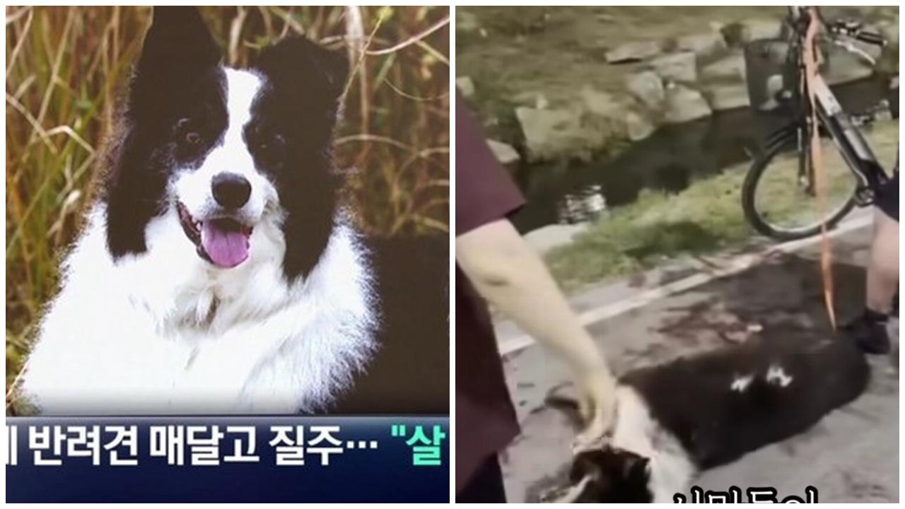 牧羊犬被綁電動車拖行半小時，地染成向路跑到嘔泡亡。(YouTube)