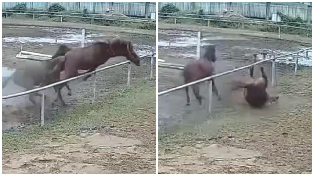 傳公馬為逃避發情母馬追逐，跨欄失足跌斷頸亡。(微博)