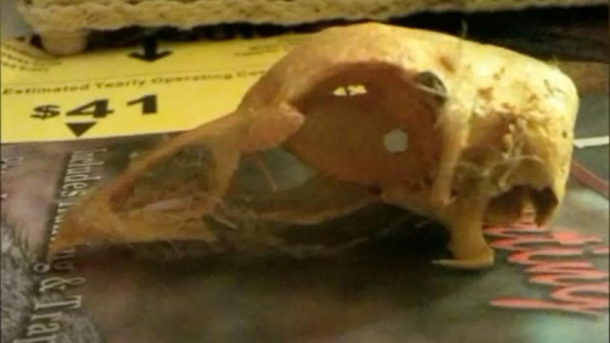 裝修新屋驚揭牆內塞有20隻死雞  夫妻吸入「死氣」病倒疑似巫術