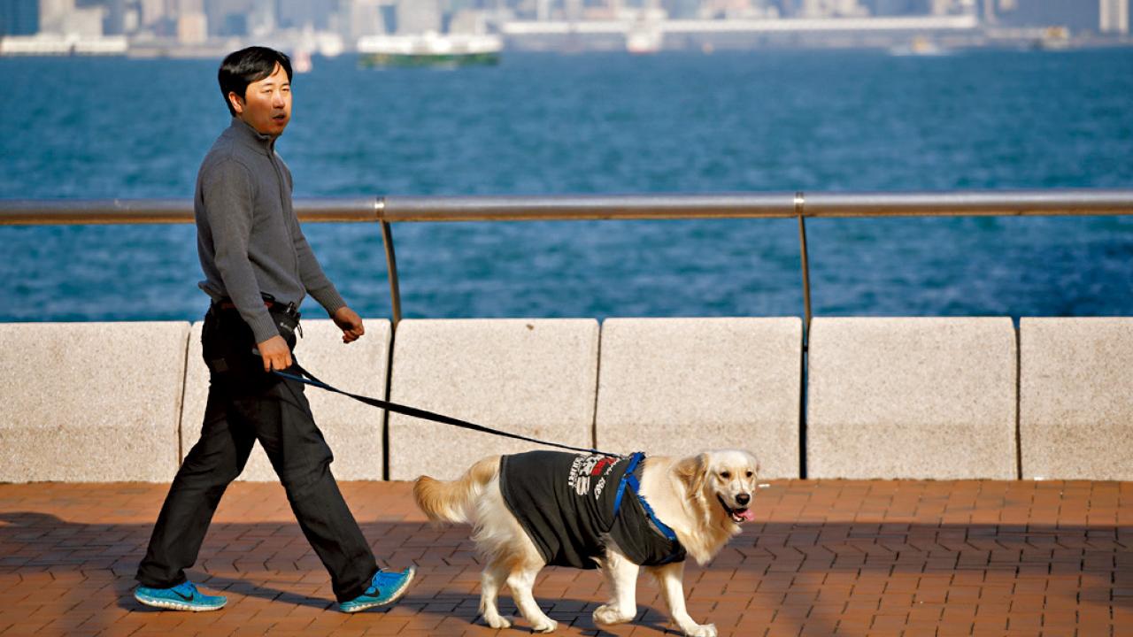 政府應有專人制定寵物政策