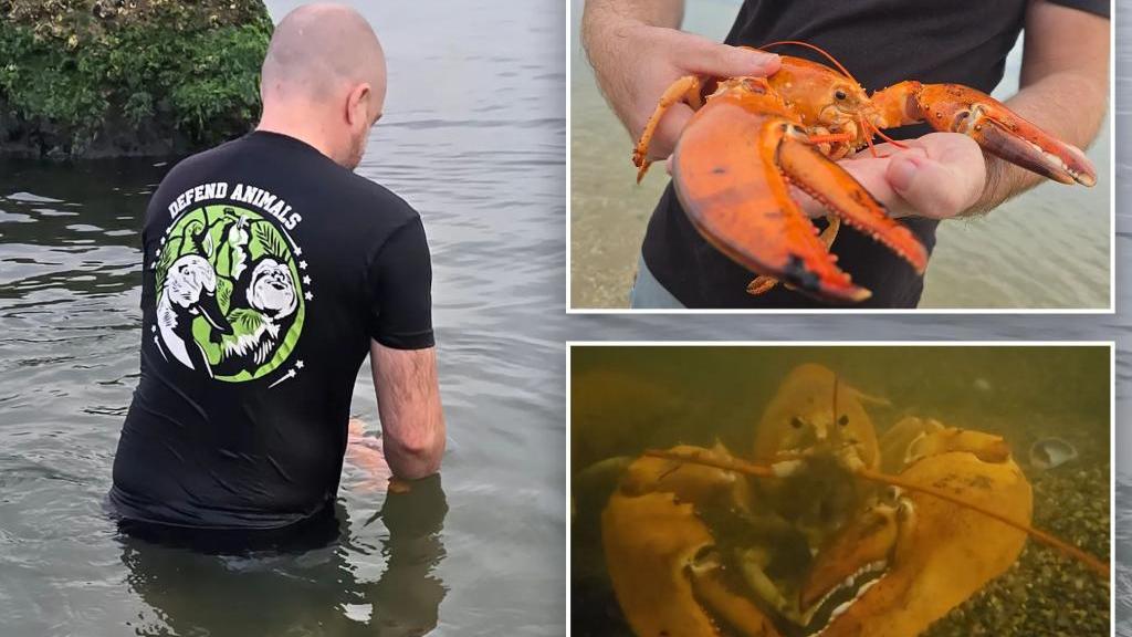 美國超市驚現罕見橙色龍蝦　善心人買下放生