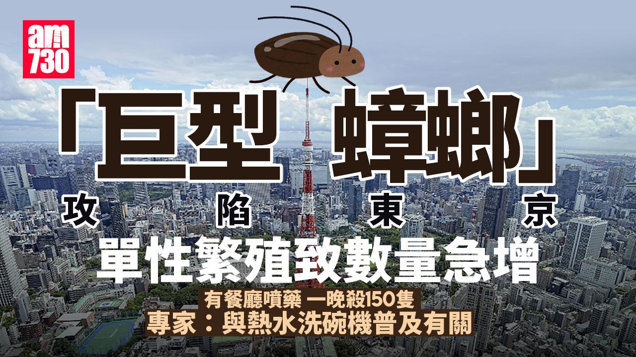 單性繁殖「巨型蟑螂」攻陷東京 專家：與熱水洗碗機普及有關