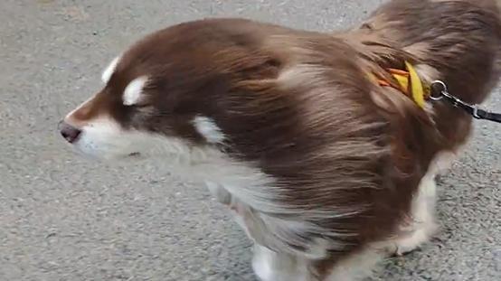 颱風樺加沙｜小狗被強風「吹成海豹」　網民︰好柔順的毛毛（有片）