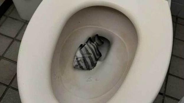 釣客當日拍到令人氣憤的畫面。(互聯網)